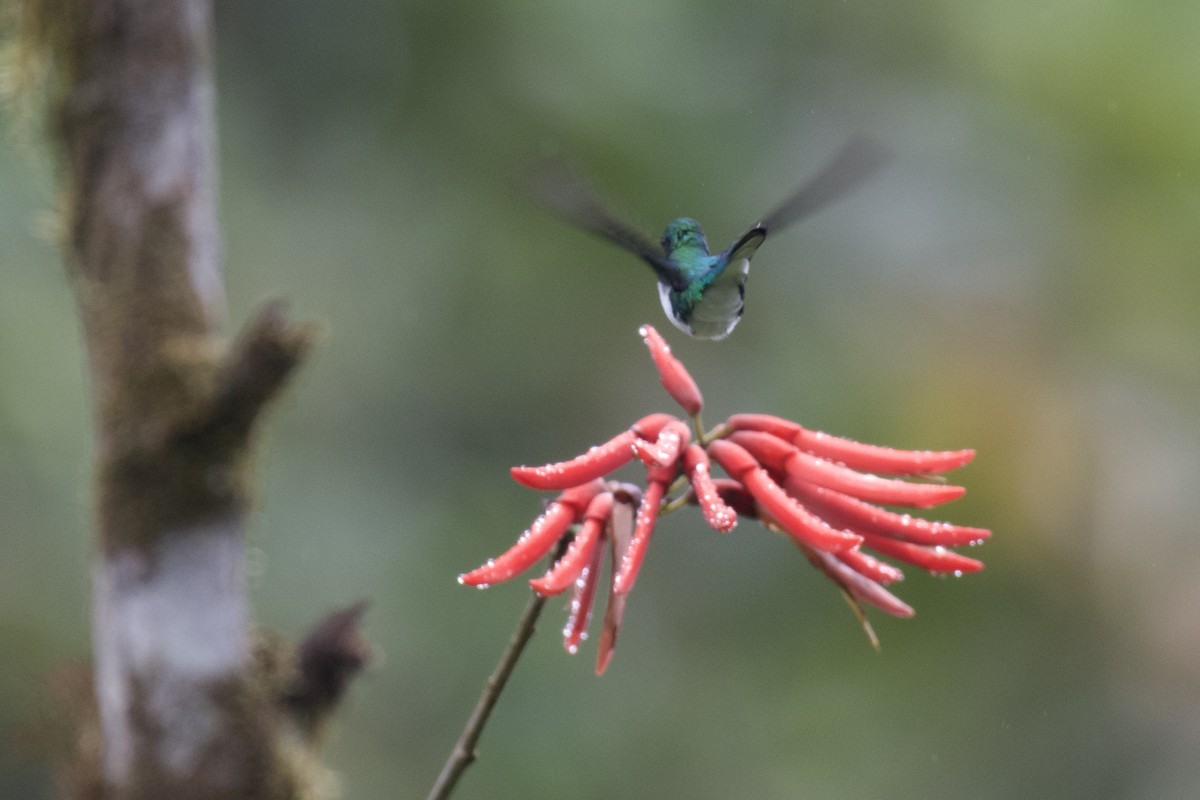 Colibri féérique - ML647060518