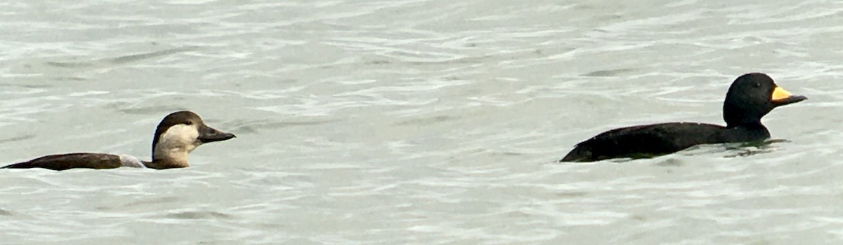 クロガモ - ML647060531