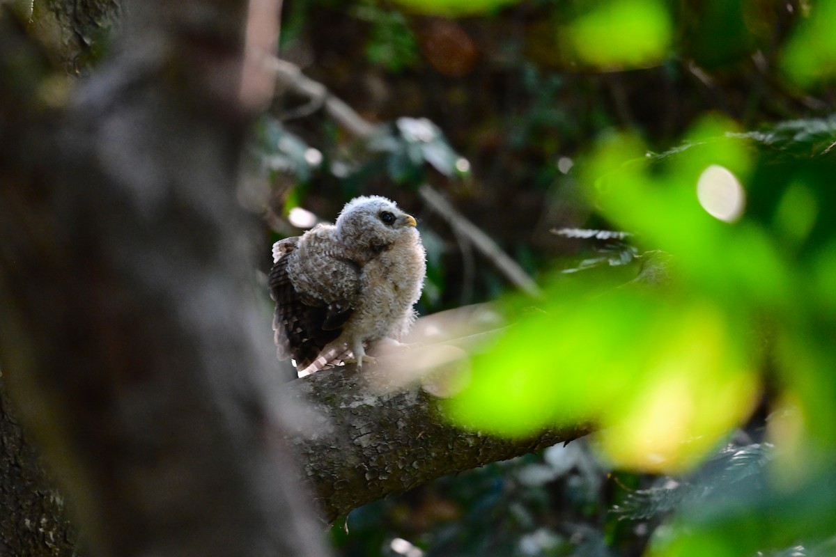 Африканская неясыть - ML647060541