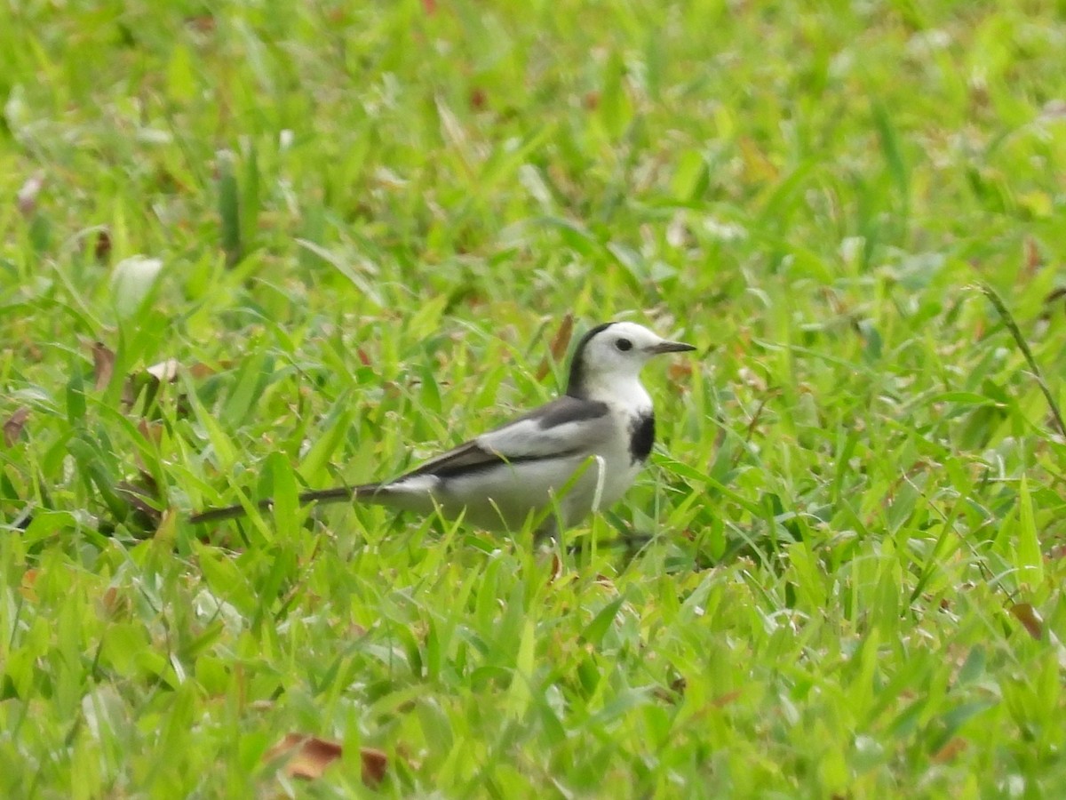 White Wagtail (ocularis/Black-backed) - ML647060542