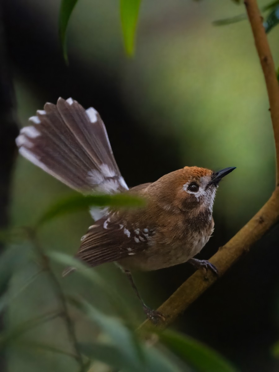 Oahu Elepaio - ML647060545