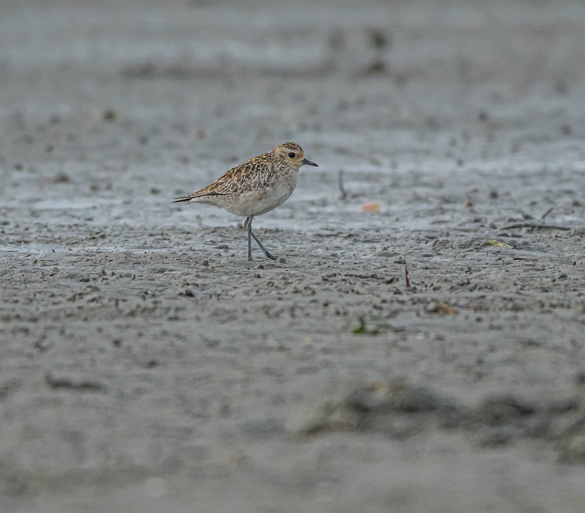 Küçük Altın Yağmurcun - ML647060549