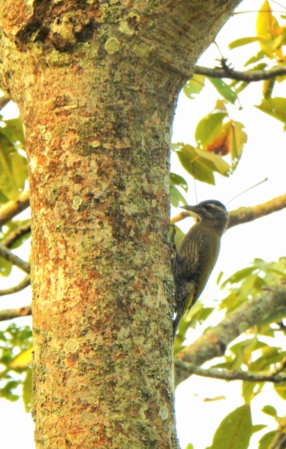 Индийский дятел - ML647060551