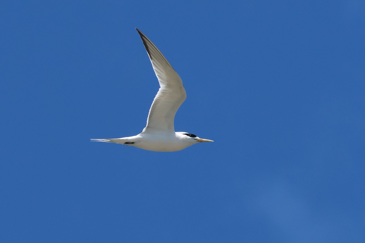 שחפית צהובת-מקור - ML647060552