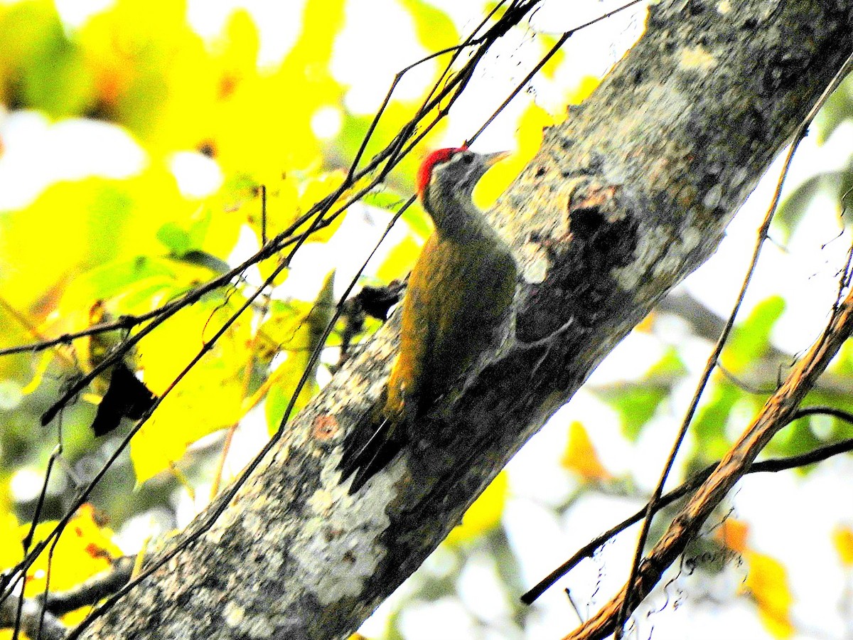 Индийский дятел - ML647060554