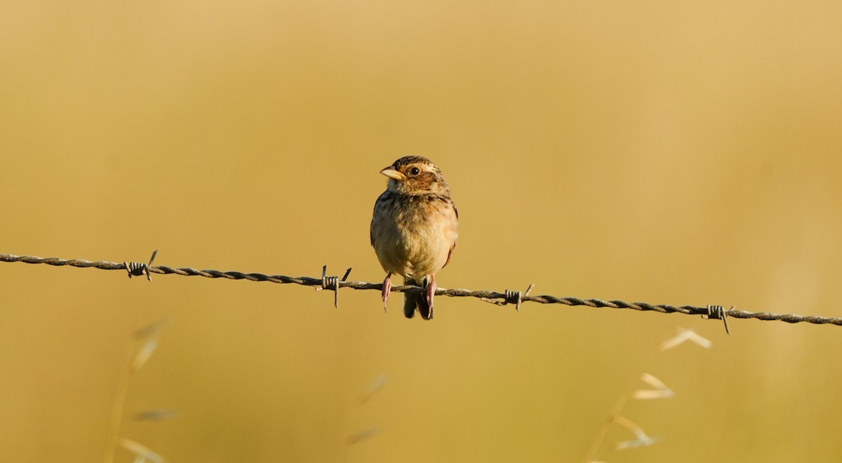 Singing Bushlark - ML647060556