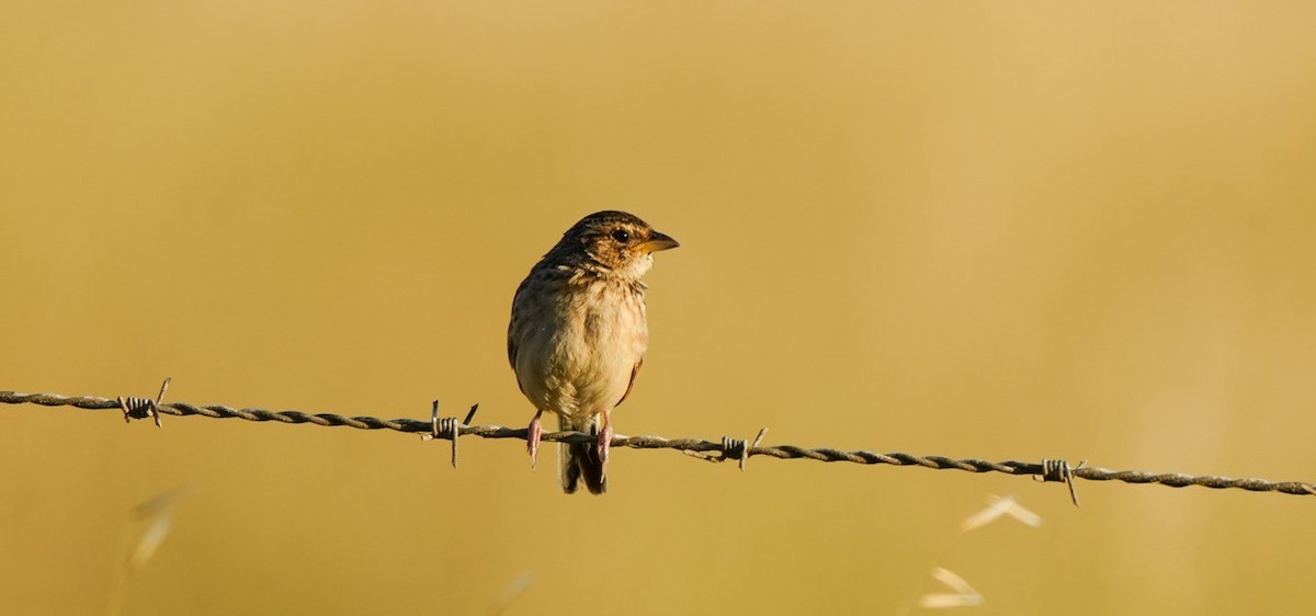 Singing Bushlark - ML647060557