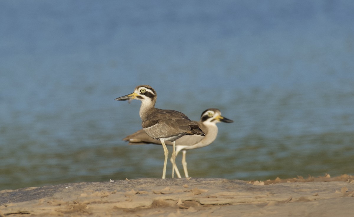 Great Thick-knee - ML647060560