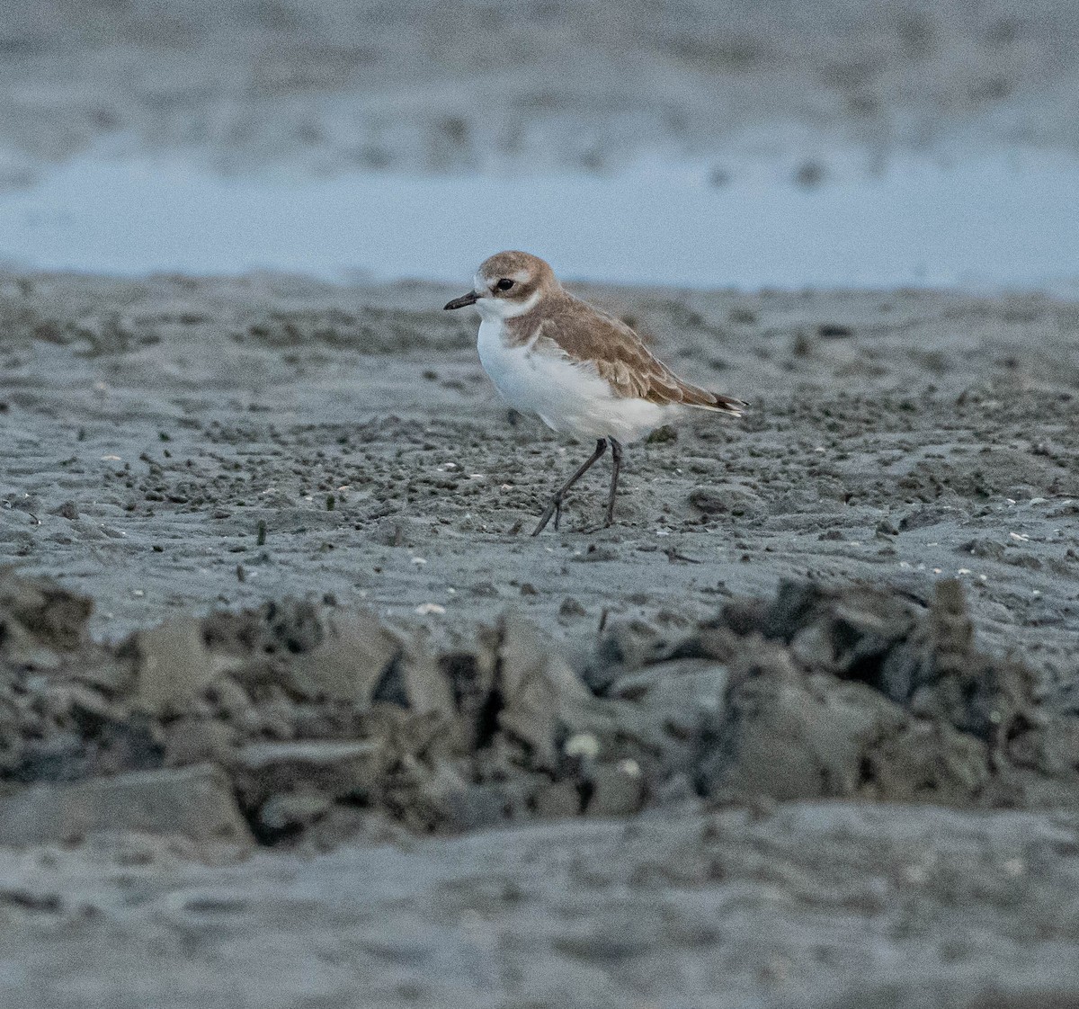 Tibet Cılıbıtı - ML647060563