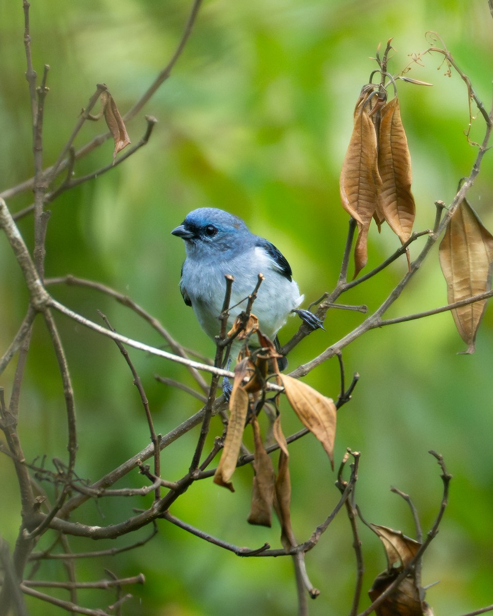 gråtanagar - ML647060564