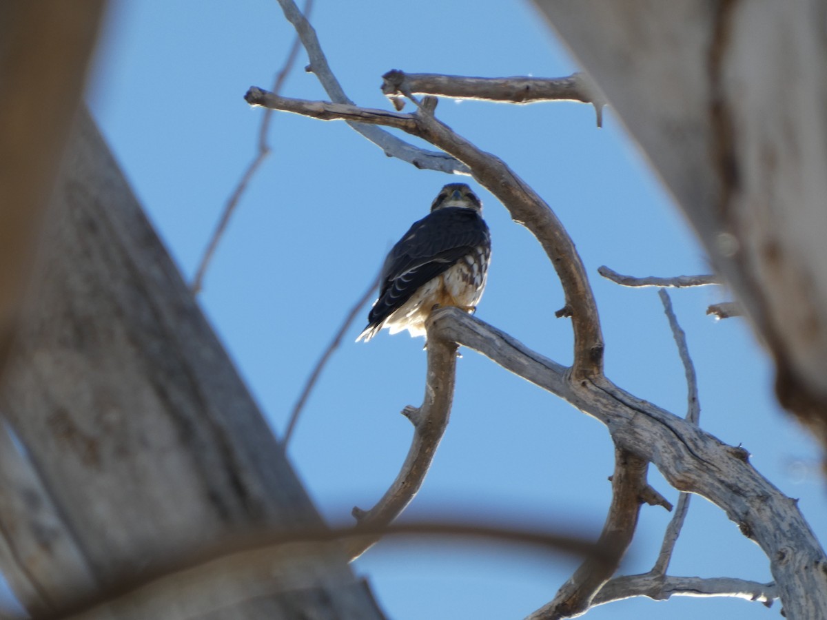 Merlin - ML647060566