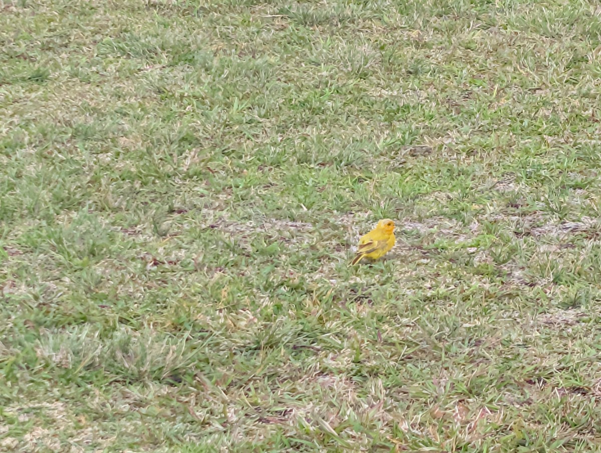 Saffron Finch - ML647060570