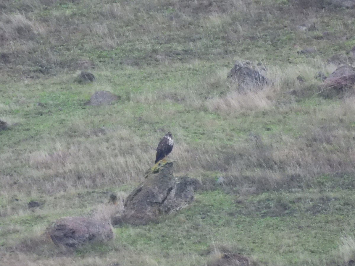 Busardo Colirrojo (harlani) - ML647060572