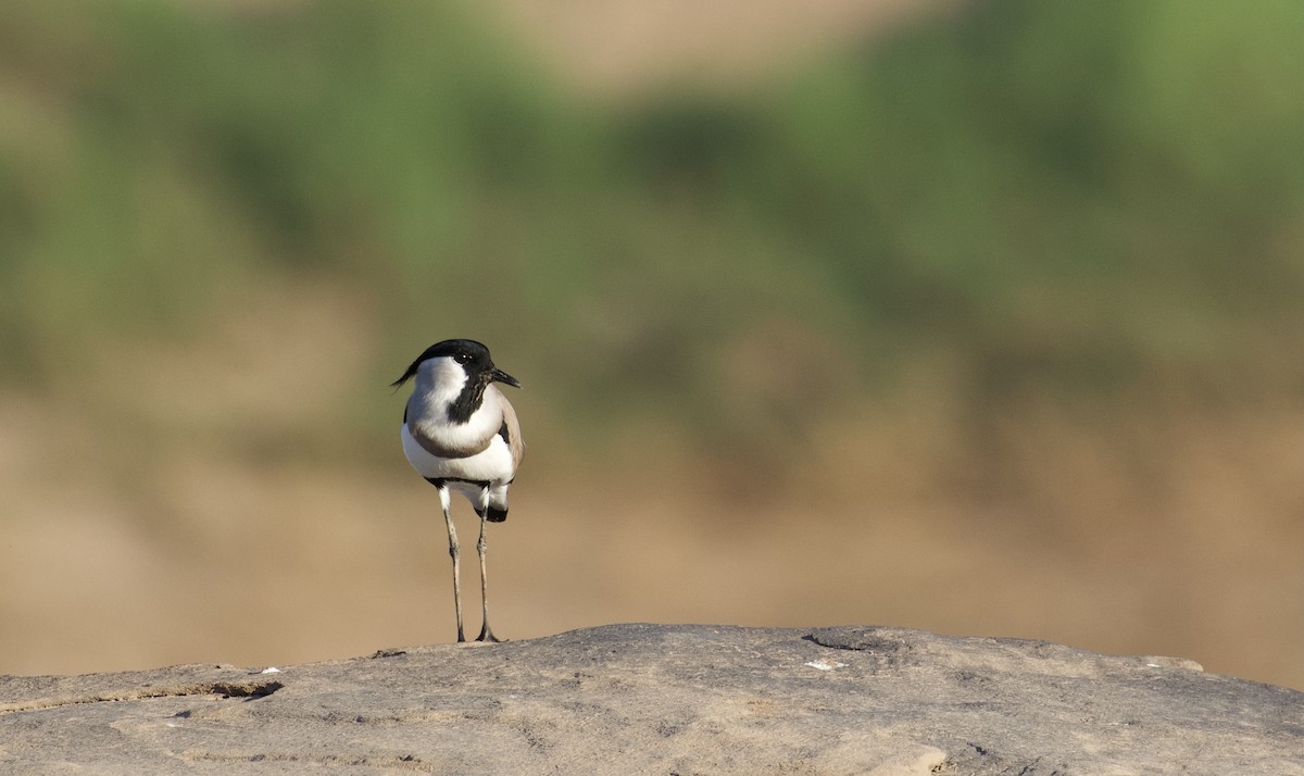 River Lapwing - ML647060587
