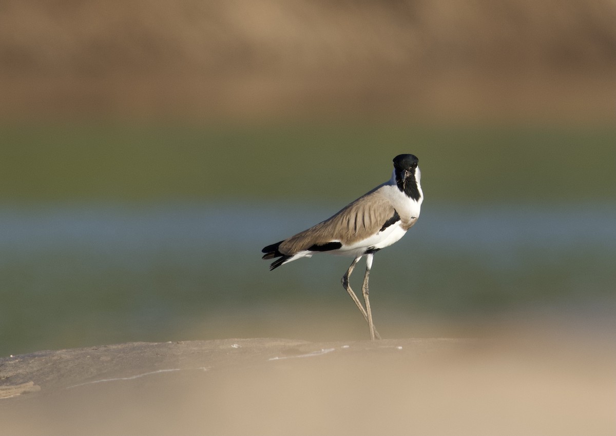 River Lapwing - ML647060588