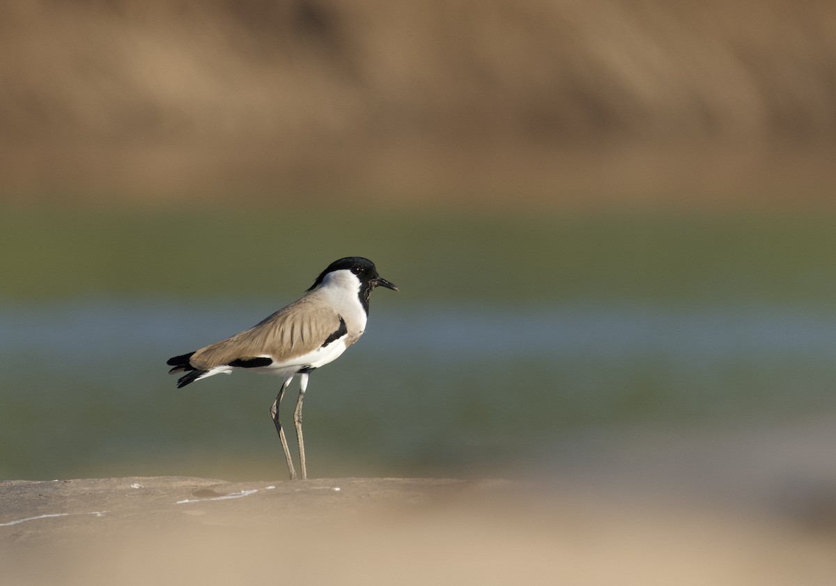 River Lapwing - ML647060589