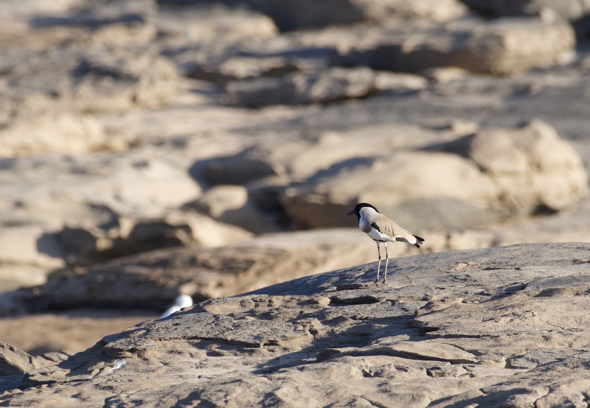 River Lapwing - ML647060590