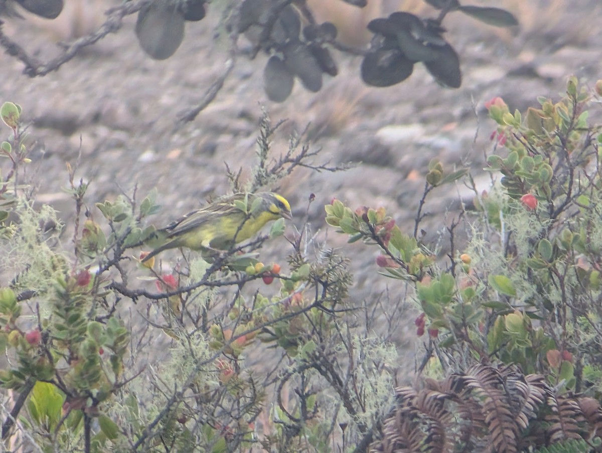 Yellow-fronted Canary - ML647060594