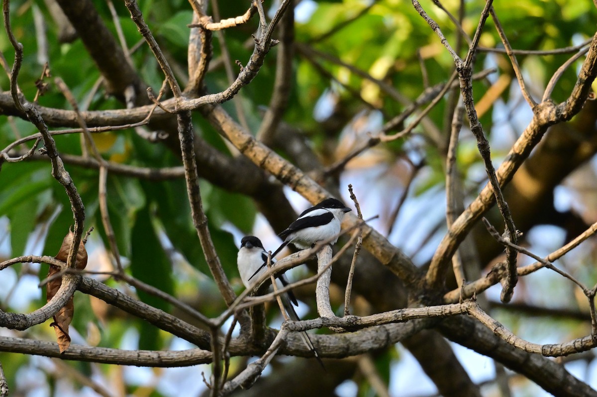 Northern Fiscal - ML647060596