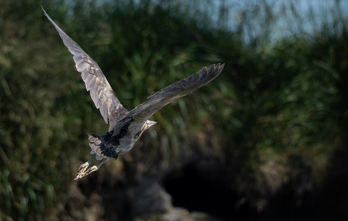 オーストラリアサンカノゴイ - ML647060599