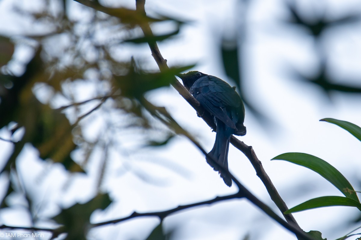 Square-tailed Drongo-Cuckoo - ML647060620