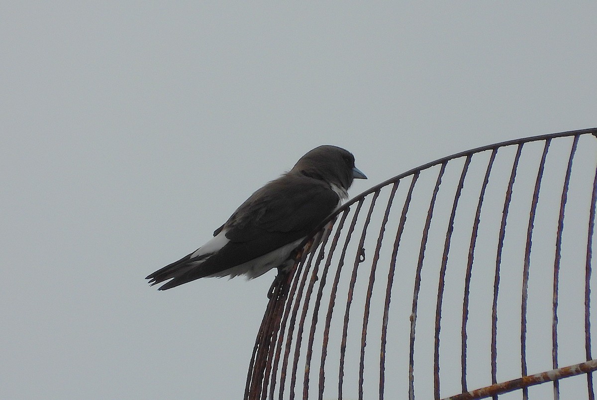 White-breasted Woodswallow - ML647060621