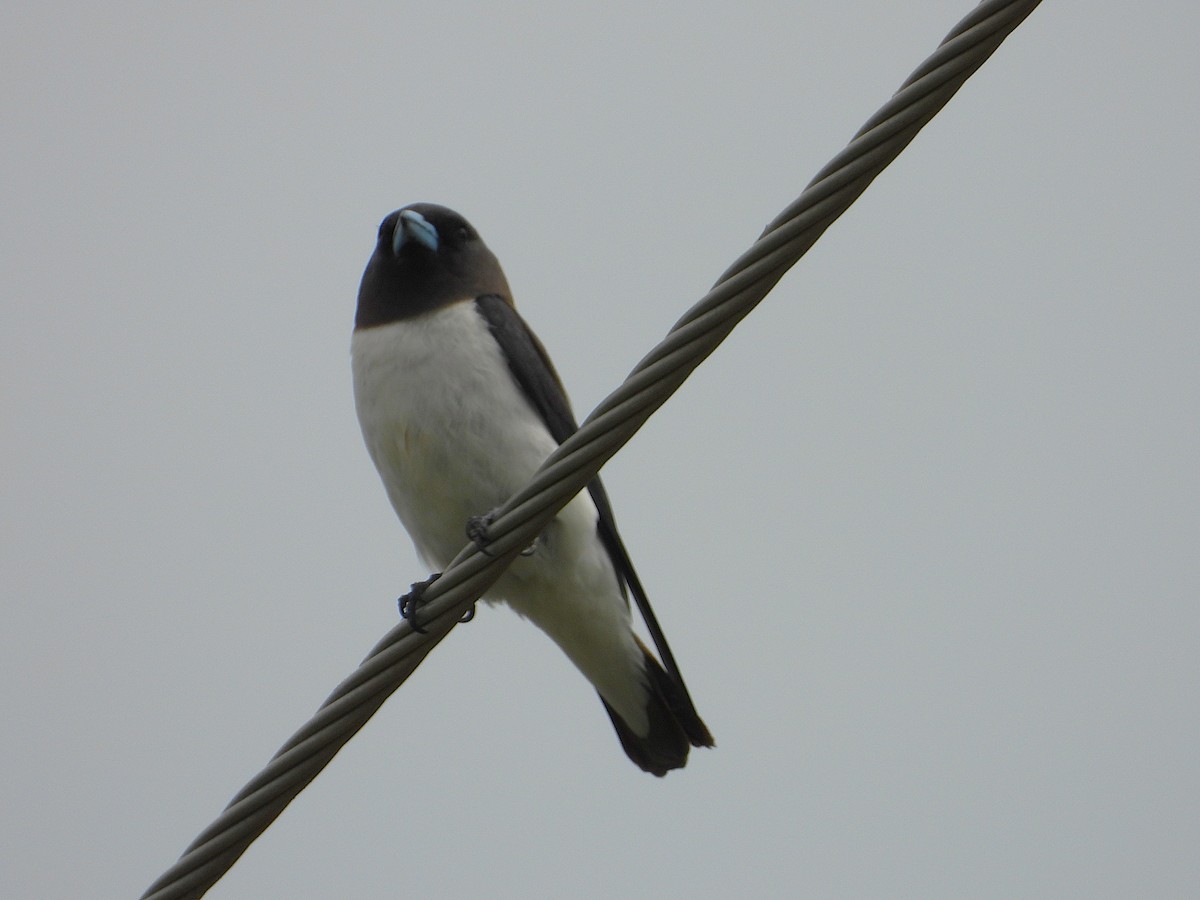 White-breasted Woodswallow - ML647060622