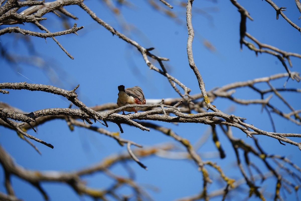 פרושית זברה - ML647060624