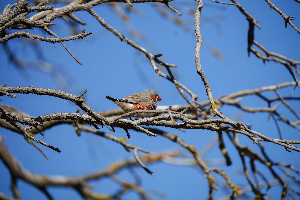 פרושית זברה - ML647060625