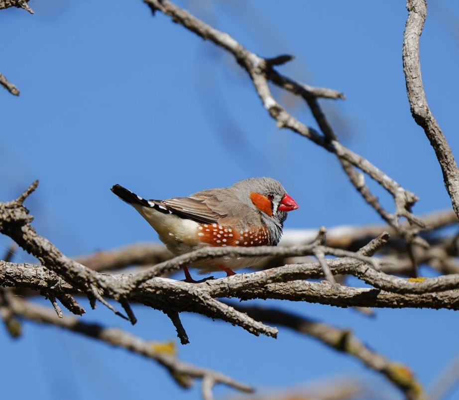 פרושית זברה - ML647060626