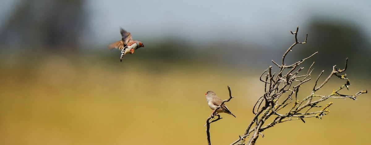 פרושית זברה - ML647060627