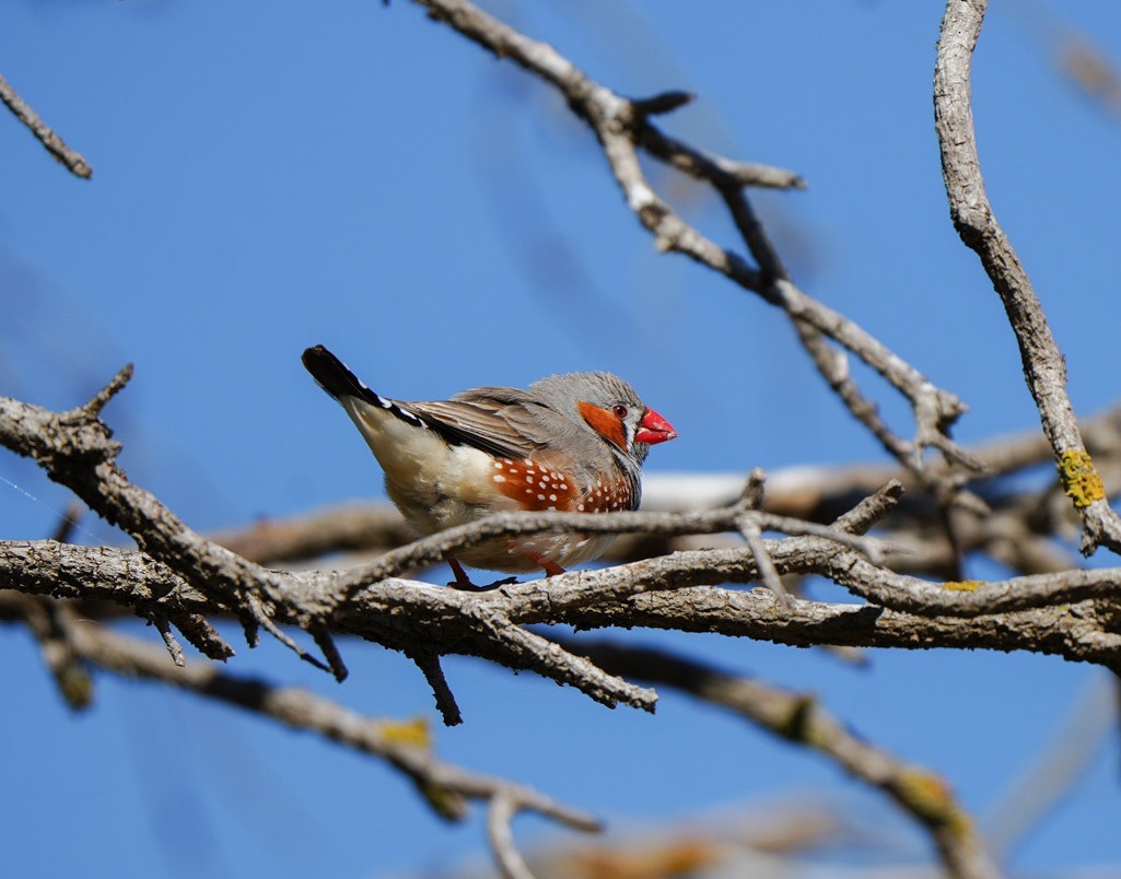 פרושית זברה - ML647060628