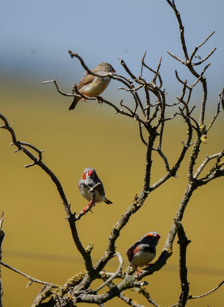 פרושית זברה - ML647060629