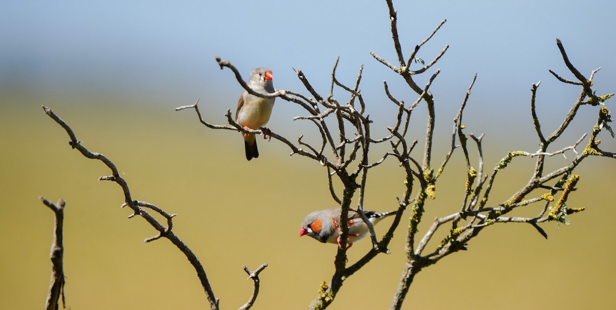 פרושית זברה - ML647060630