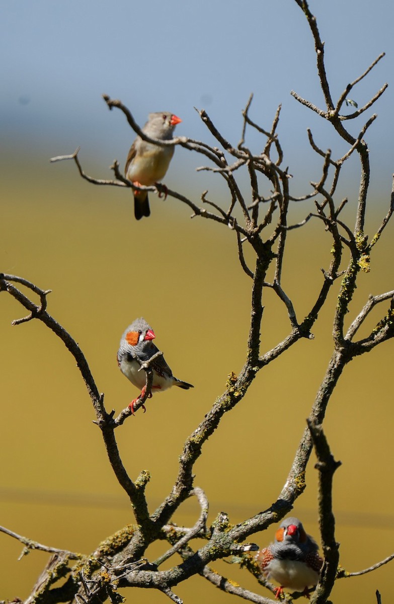 פרושית זברה - ML647060631