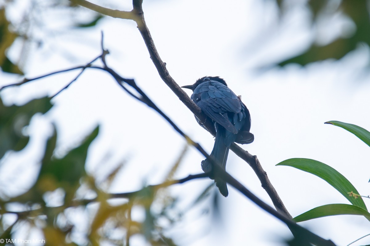 Square-tailed Drongo-Cuckoo - ML647060632