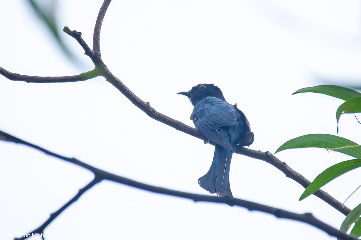 Square-tailed Drongo-Cuckoo - ML647060638