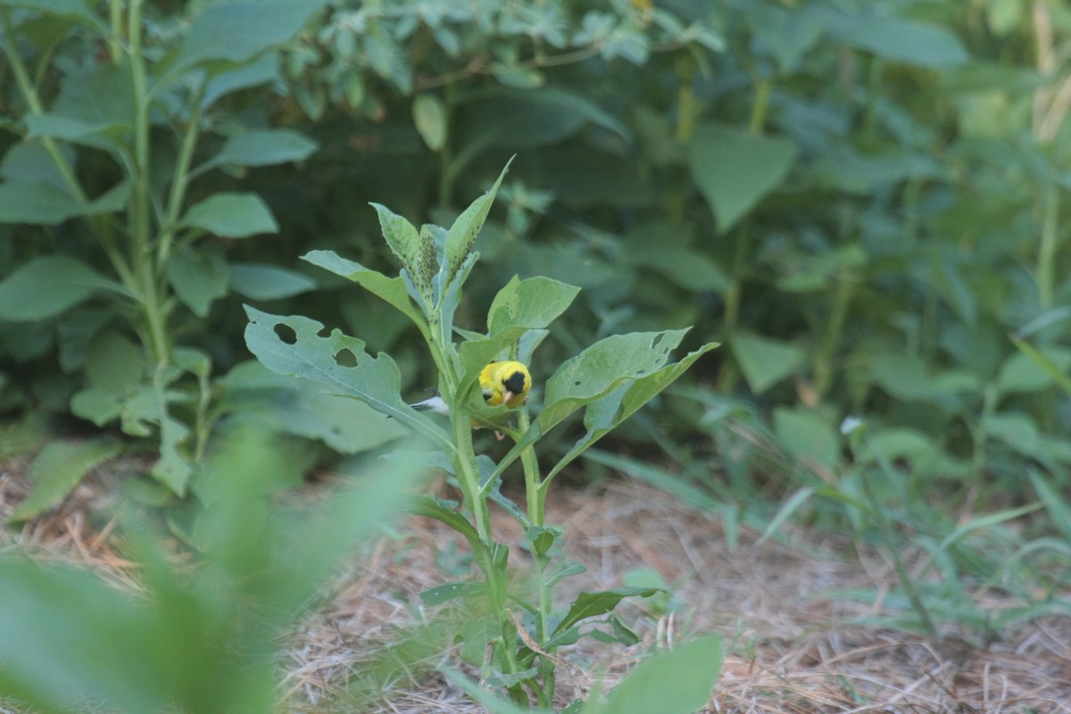 Altın İskete - ML647060640