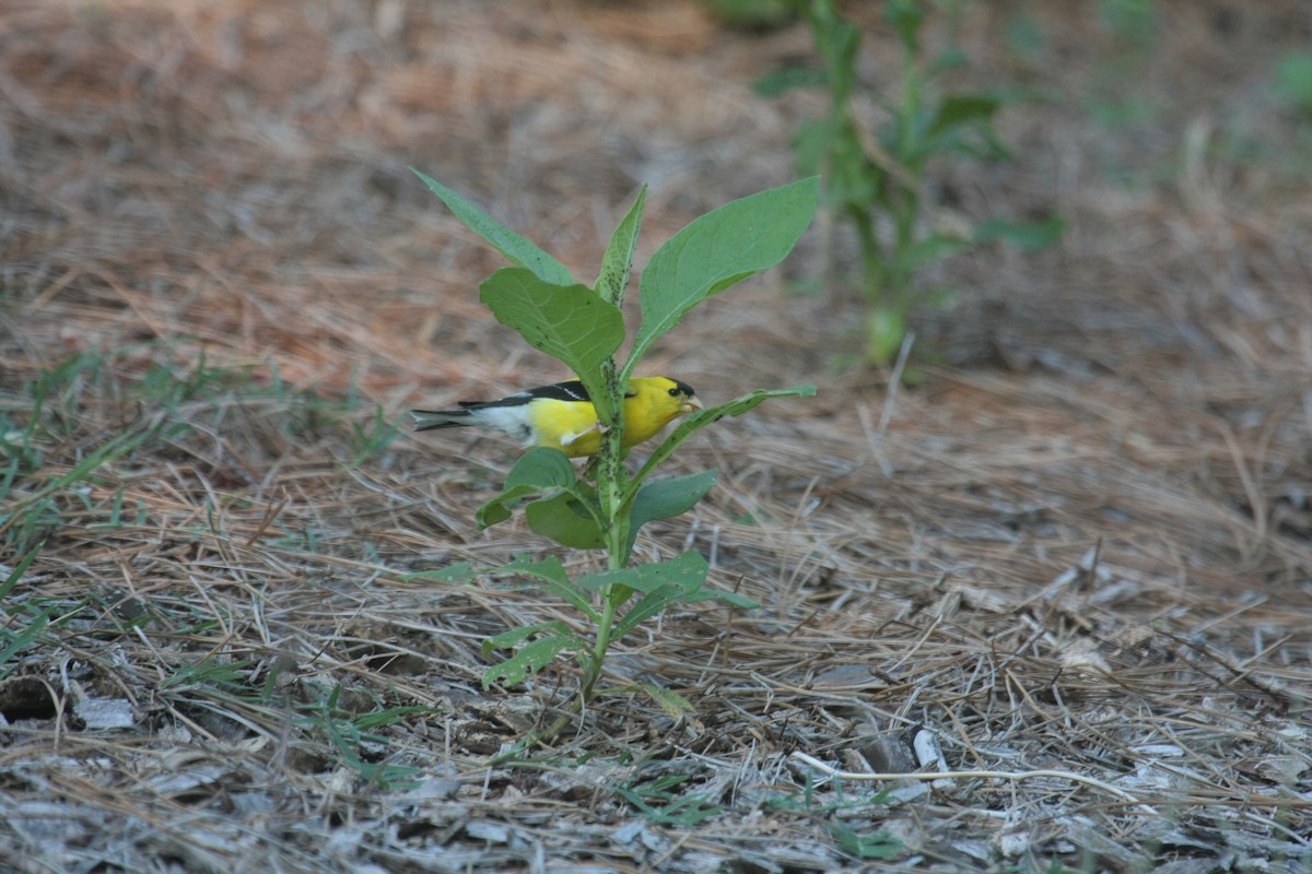 Altın İskete - ML647060641