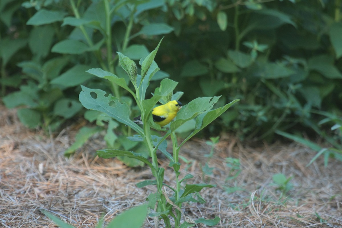 Altın İskete - ML647060642