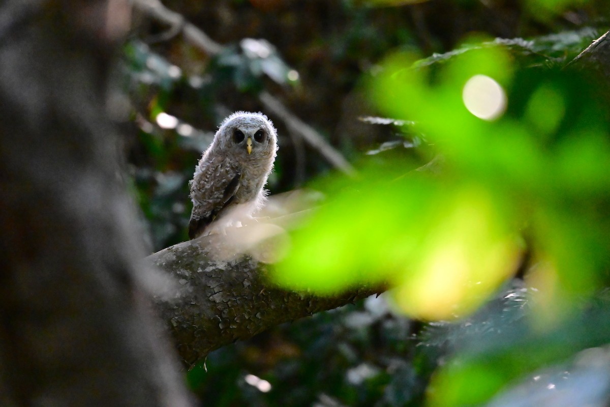 Африканская неясыть - ML647060647