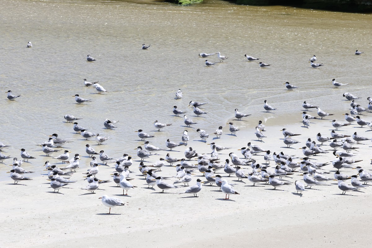 שחפית צהובת-מקור - ML647060649