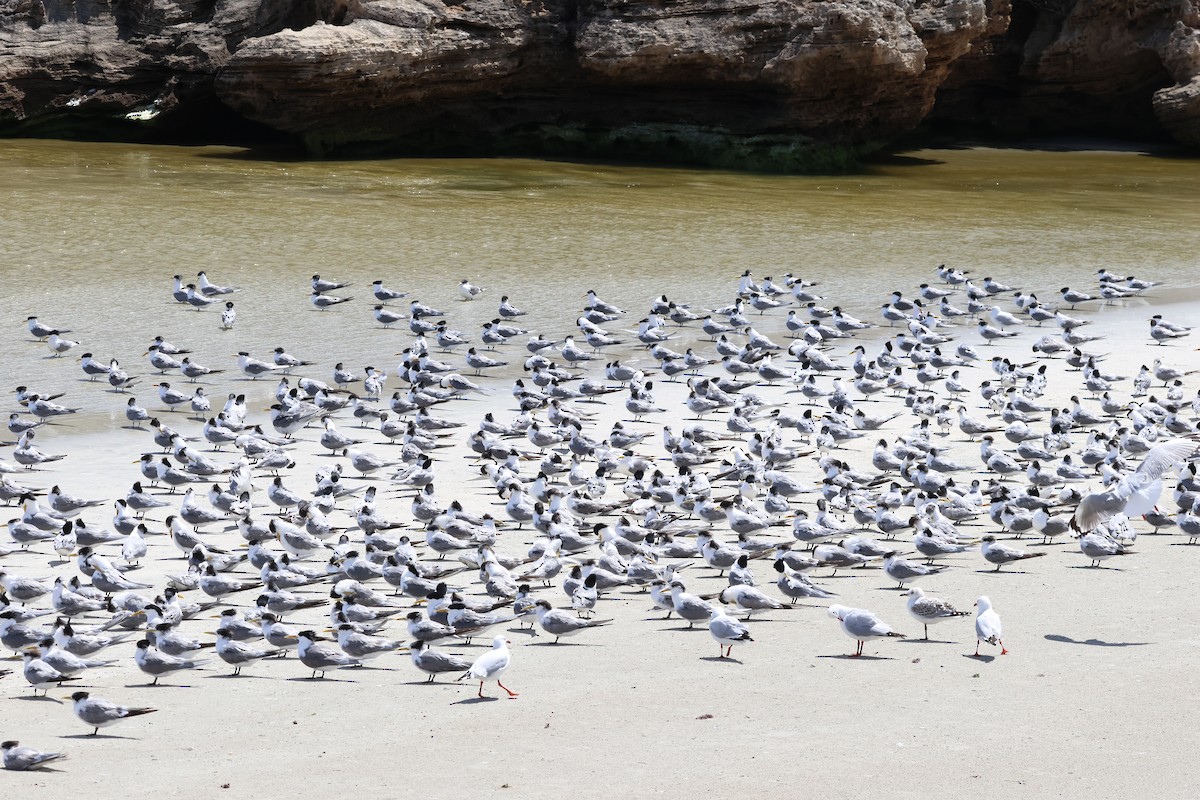 שחפית צהובת-מקור - ML647060650