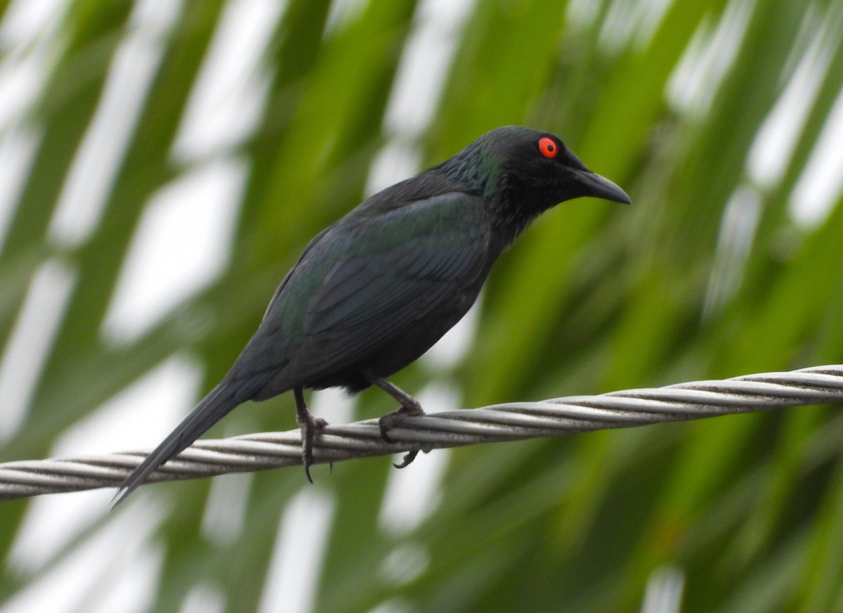 špaček lesklý - ML647060651