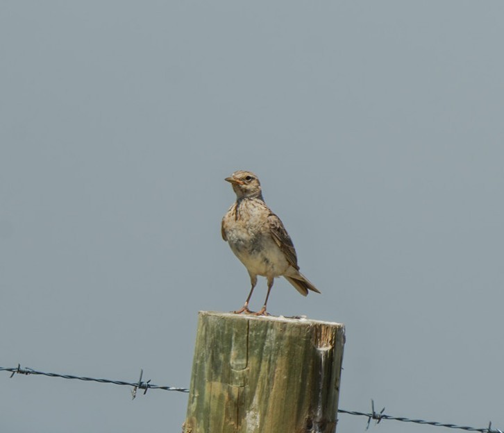 Australian Pipit - ML647060652