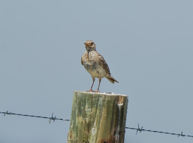 Australian Pipit - ML647060653