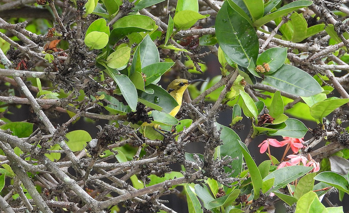 Sahul Sunbird - ML647060654