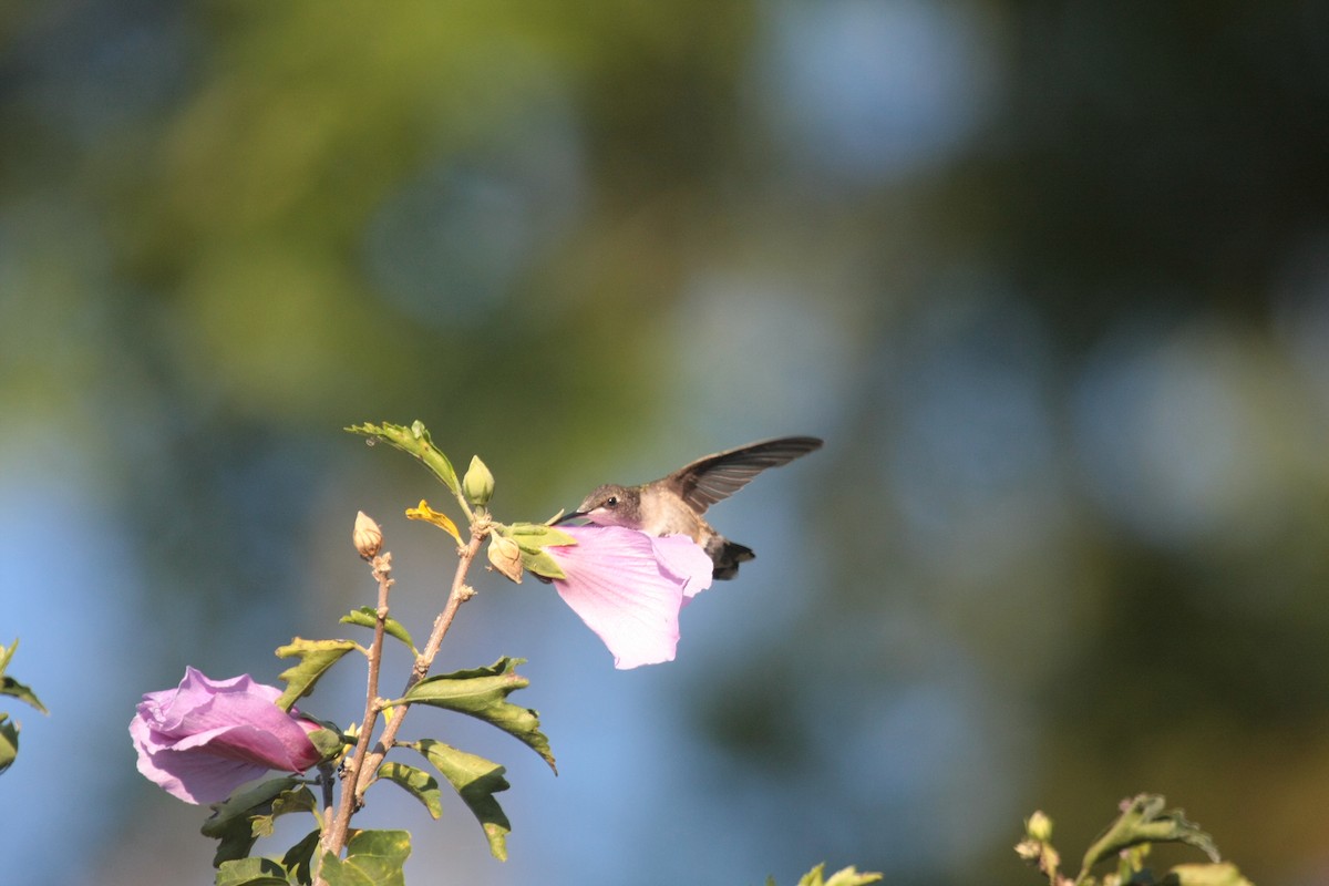 Ruby-throated Hummingbird - ML647060655
