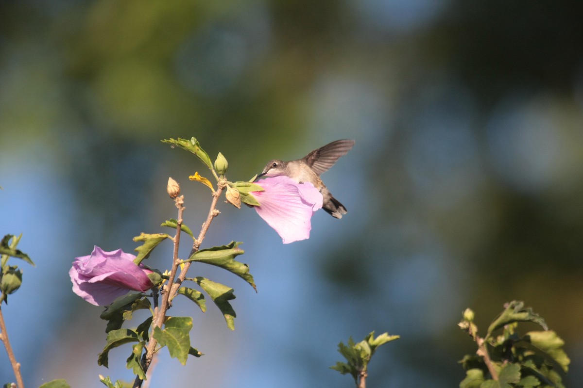 Ruby-throated Hummingbird - ML647060656