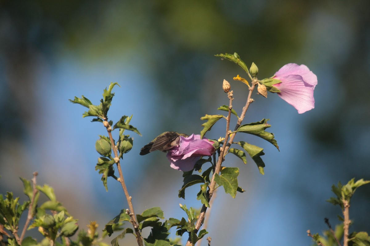 Ruby-throated Hummingbird - ML647060657